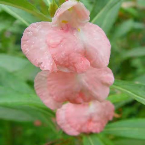 凤仙花观察日志