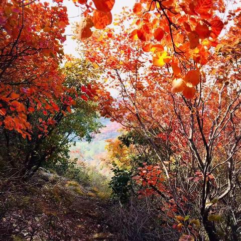 深秋《黄柏坨》赏红叶