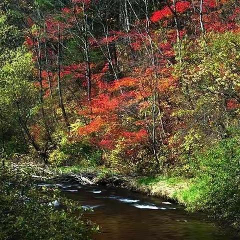 最美红叶【殷家沟】
