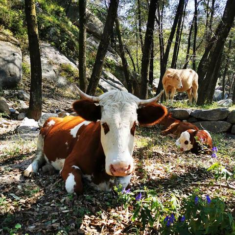 环穿【小黄峪】