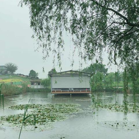 雨中春游