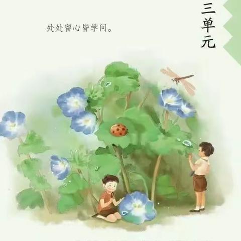 小观察大发现  硕果累累大丰收---实验学校四（7）绿叶中队植物观察篇