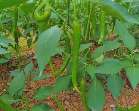 五星幼儿园小一班—食育课《辣椒》