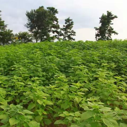 为了这一方绿水青山（六）