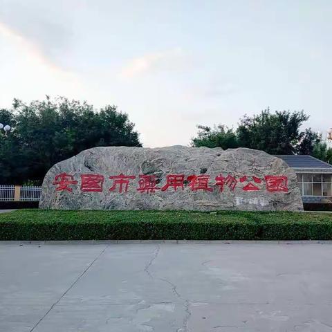 游玩植物园