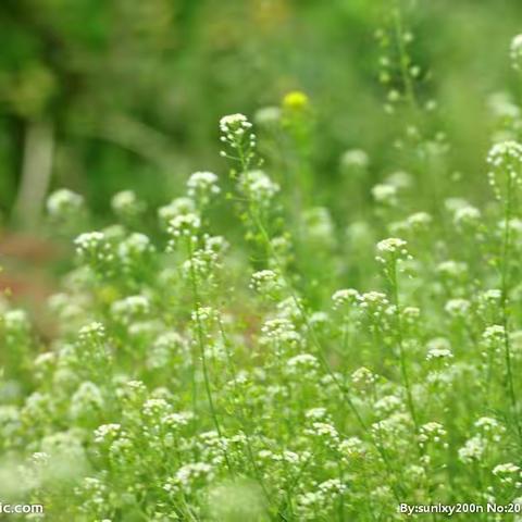 荒野自然观察2——识野草野花，赏世间小美