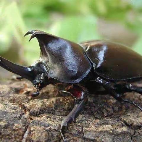 荒野自然观察—-昆虫养育之森林虫王独角仙