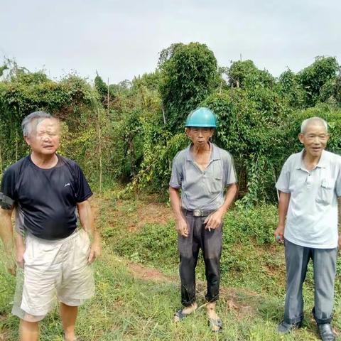 区老科协同少阳乡老科协察导千金薯基地