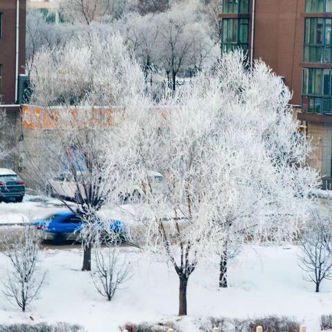 瑞雪玉树迎新春