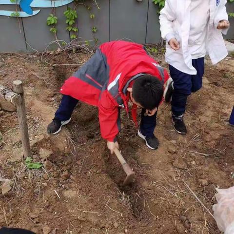 生产劳动-丰收采摘