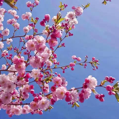 落花随春去，余香伴夏来