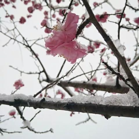 此景只应天上有，梅雪争春后中生！