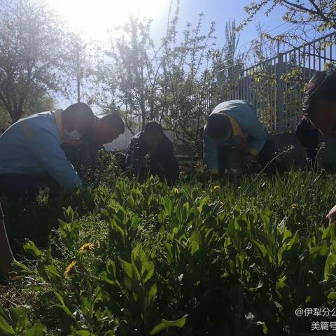 巩留片区加油站员工“我为油站添新绿，种好生活小菜园”