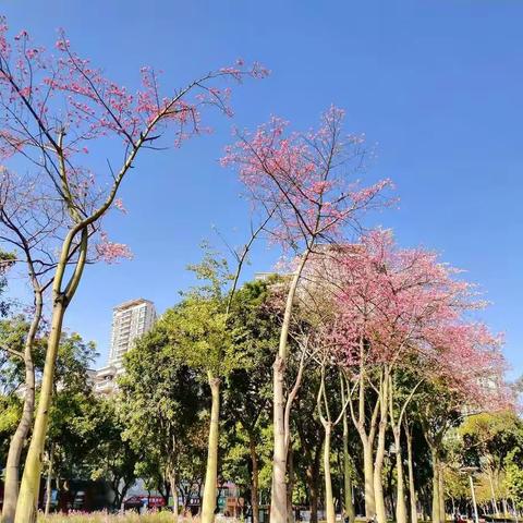 大雪节后去看花