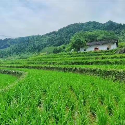 走近孩子，静待花开——记平利县洛河初级中学暑期家访活动