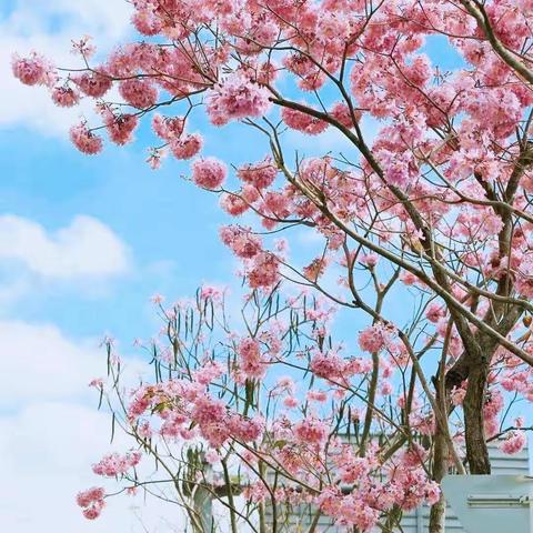 春暖花开  奔你而来