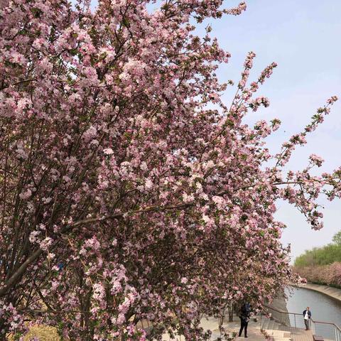 望京休闲水岸𦷫棠花🌹樱花🌸迎春花🌼丁香💐争艳