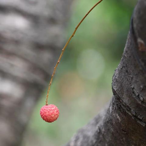 深大的荔枝红了