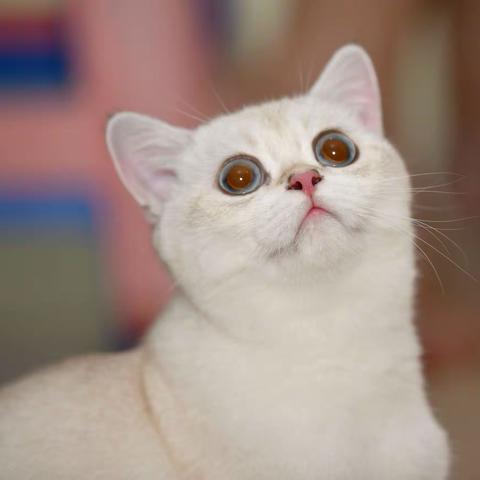 猫和鹦鹉（不相往来）