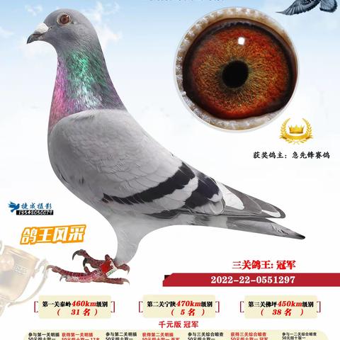 青白江祥福鸽会22年秋季首届三关鸽王大奖赛获奖鸽1-90名