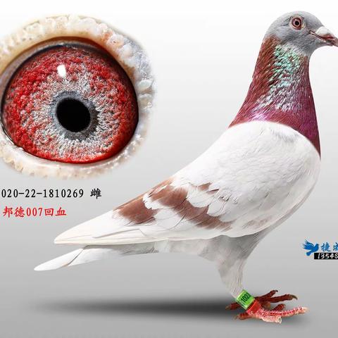 陆战之王-孟建 8月1号结拍 拆棚拍卖专区 微信群拍卖