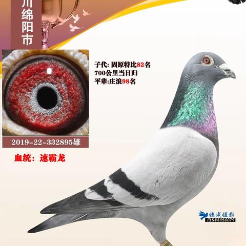 翔冠之星-唐平老师部分种赛鸽