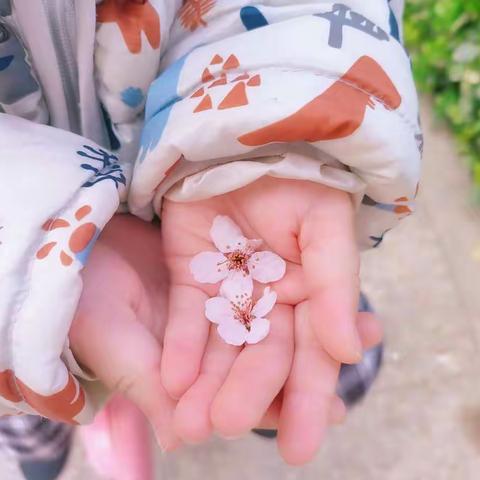 🍃哈佛班——与春有约🍃