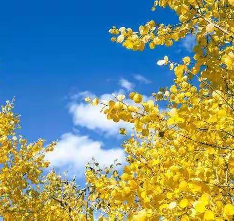 舞钢市新时代国际学校四（4）班第十周周报