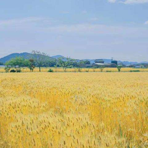 舞钢市新时代国际学校四（4）班第16周班级简报