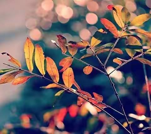 舞钢市新时代国际学校四（4）班第十一周周报