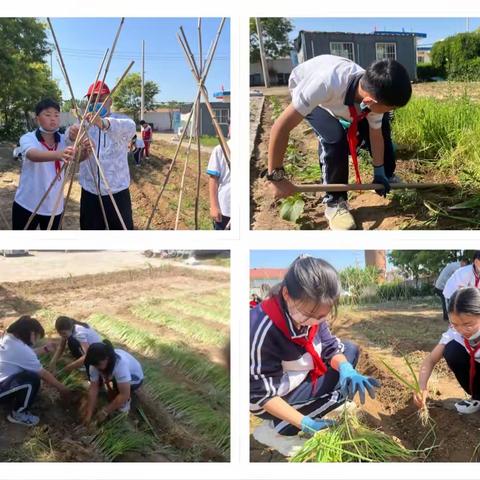 东二营镇唐头庄中心小学：一堂生动的劳动实践课