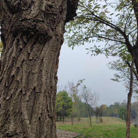 冬雨，成都凤凰山