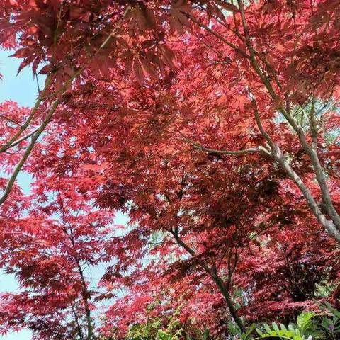 家校携手战疫情，宅家学习迎花开――三年级六班“线上学习专题”家长会