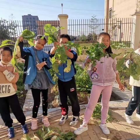 小菜园，大收获——新华街第九小学三6班