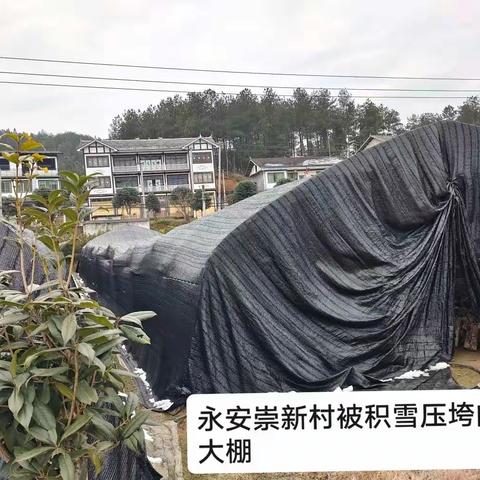 全力以赴，深入永安崇新村马桑菌基地和凤岭柏梓村羊肚菌基地开展灾情核查工作