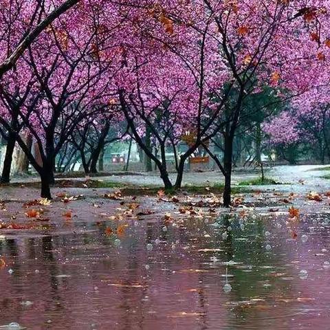 春有百花秋有月，夏有凉风冬有雪。——五（3）中队走进自然，记录美的故事