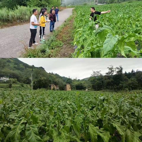 市局（公司）检查组到永善县局（分公司）开展2022年烟叶标准化生产及相关工作检查考核评价工作