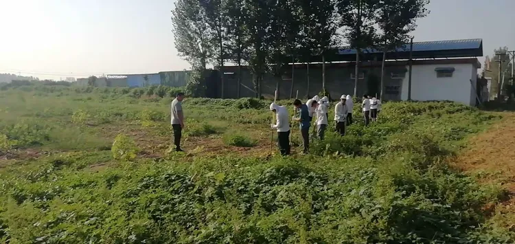 法桐种植与管理