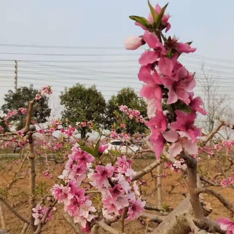 春光正好——人间芳菲四月天