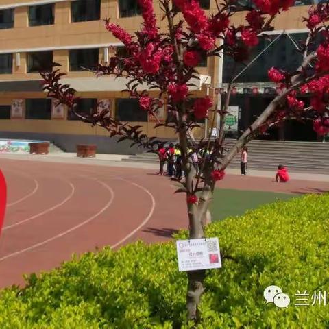 疫情难阻春风至 线上教研意正浓——合水路小学“聚焦双减  停课不停研”线上教研活动