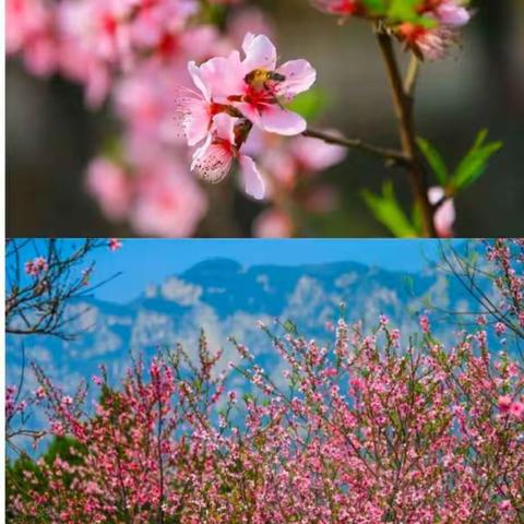 桐河小太阳学校六年级线上学习总结