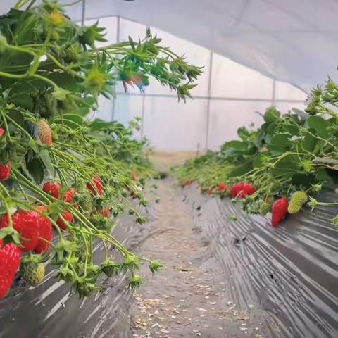 草莓行动🍓