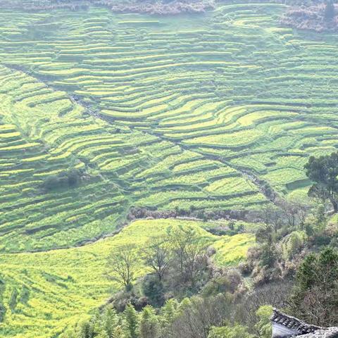 春到婺源（2021.3.14～18）