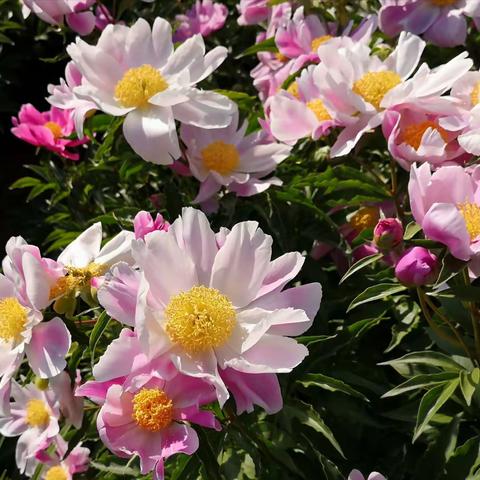 天大校园芍药花