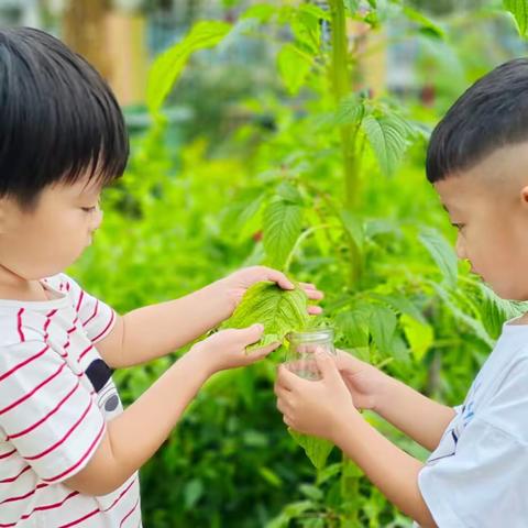 节气说|秋风生白露，露至秋意浓