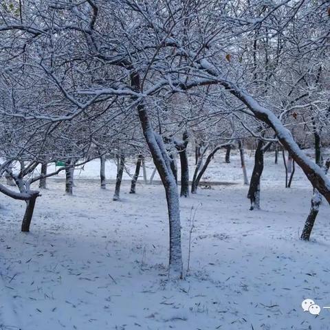 卜庄镇大陆小学防雪防滑安全通告