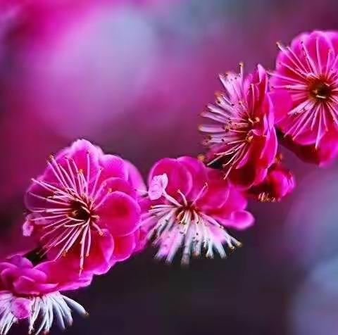 停课不停学，用朗读驱散阴霾——濮阳市第二实验小学一（4）梦想读书社第十六期