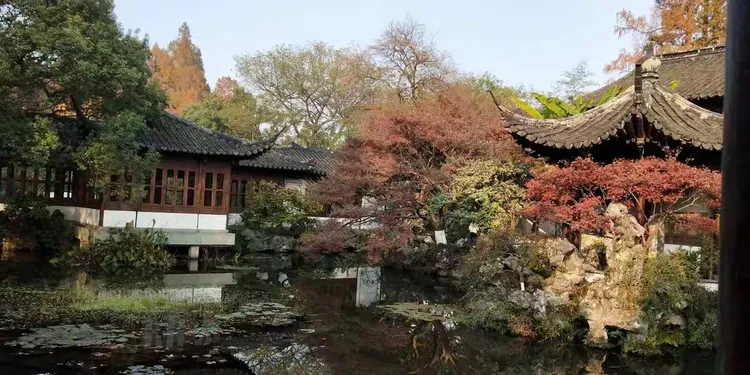 鸡爪槭如何种植