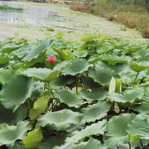 夏日的河头村文化广场     文/韩承富