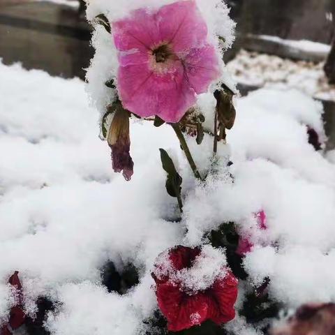 情满校园:扫雪除冰暖人心。